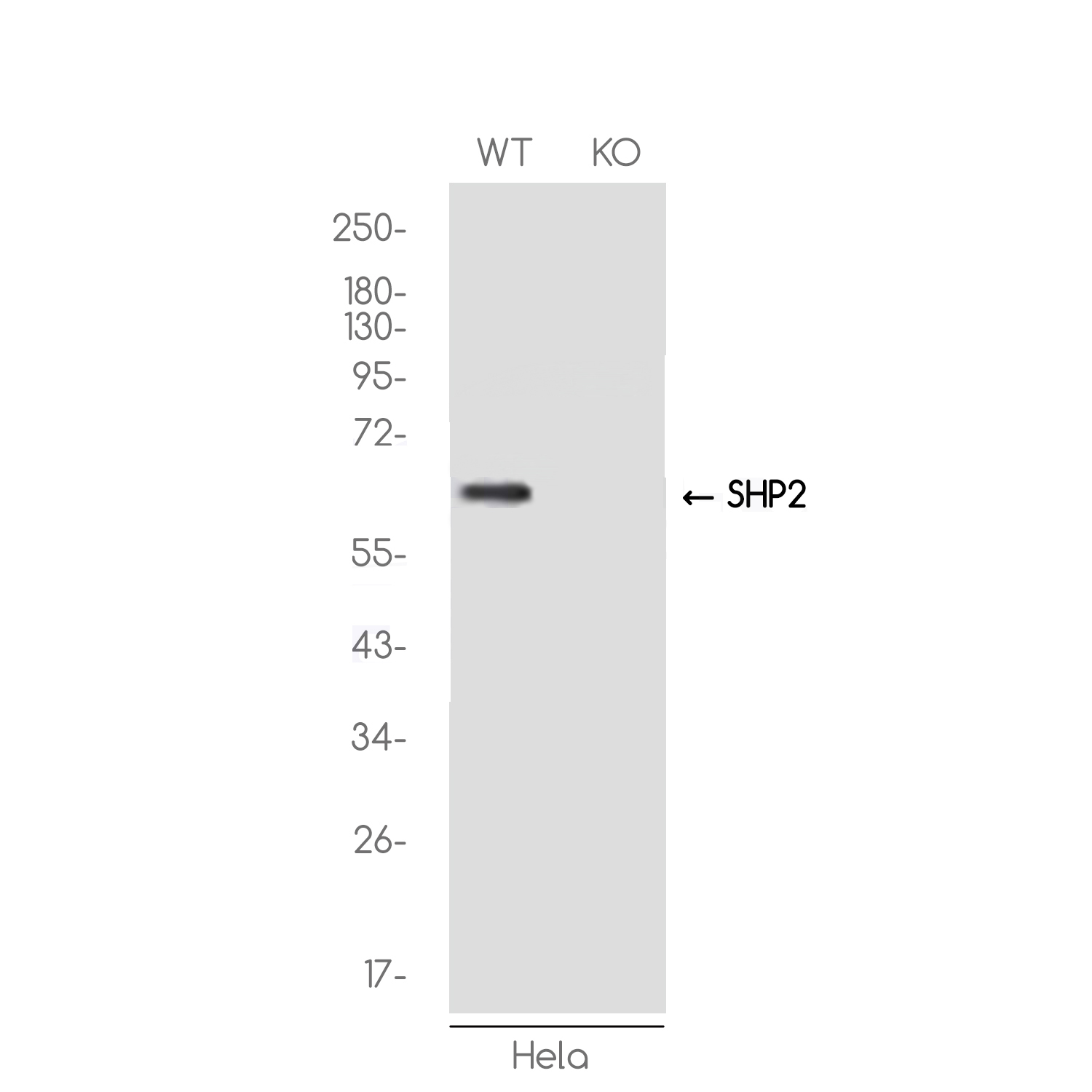 1 - [KO]SHP2 Rabbit mAb AP74848