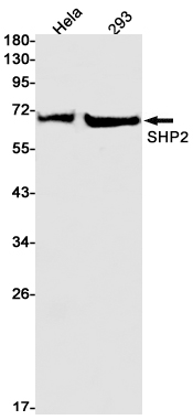 2 - [KO]SHP2 Rabbit mAb AP74848