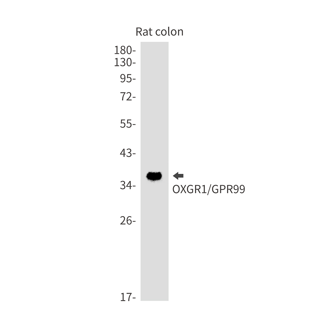 1 - OXGR1/GPR99 Rabbit mAb AP74849
