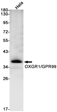 8 - OXGR1/GPR99 Rabbit mAb AP74849