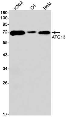 4 - KIAA0652/ATG13 Rabbit mAb AP74851