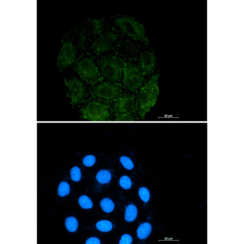 2 - [KO]Integrin alpha V Rabbit mAb AP74854