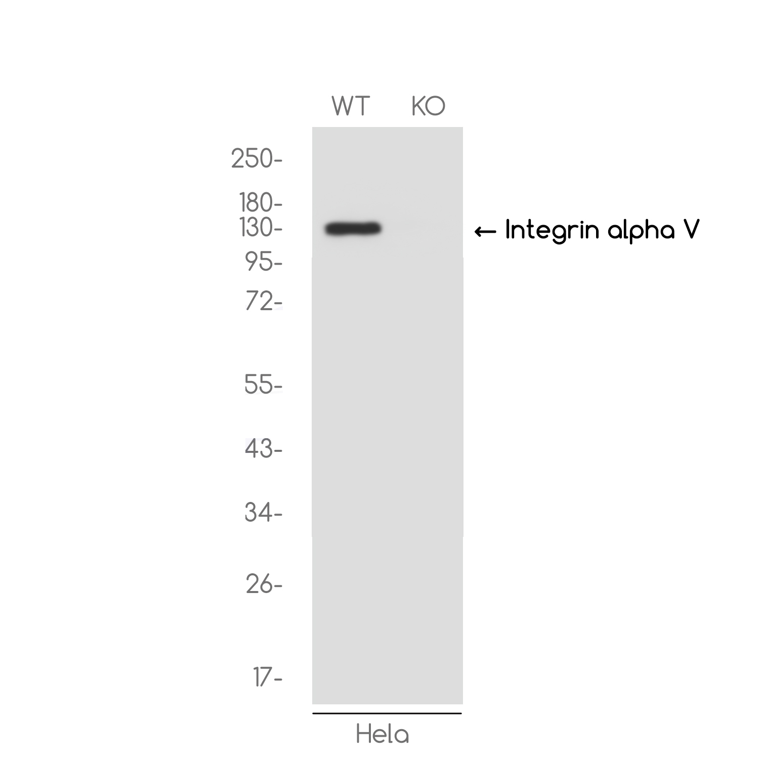 1 - [KO]Integrin alpha V Rabbit mAb AP74854