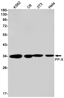 1 - PPP4C Rabbit mAb AP74860