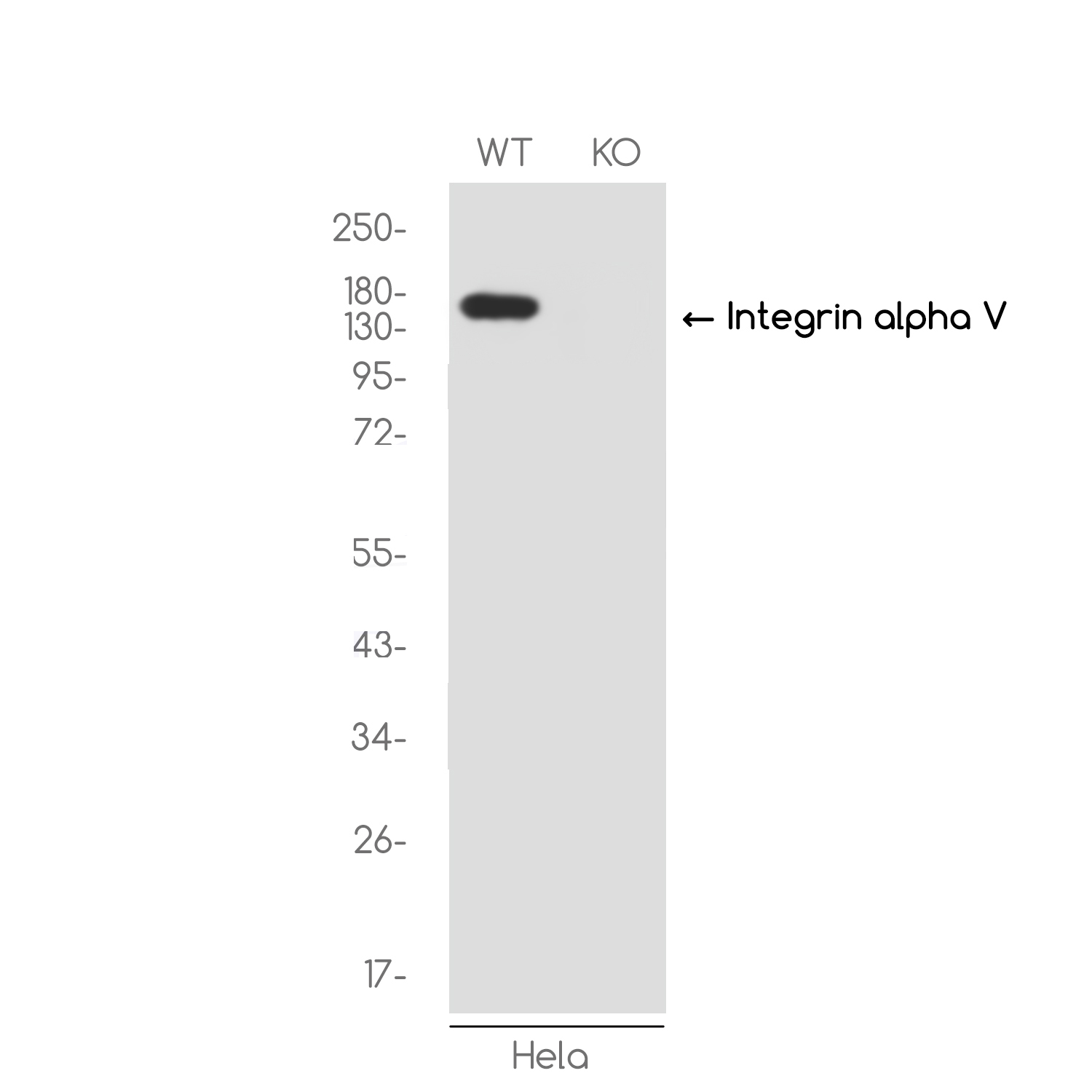 1 - [KO]Integrin alpha V Rabbit mAb AP74861