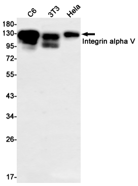 2 - [KO]Integrin alpha V Rabbit mAb AP74861