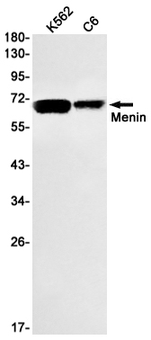 1 - Menin Rabbit mAb AP74862