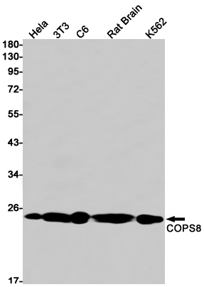 2 - COPS8 Rabbit mAb AP74864