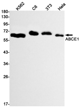 1 - ABCE1 Rabbit mAb AP74873