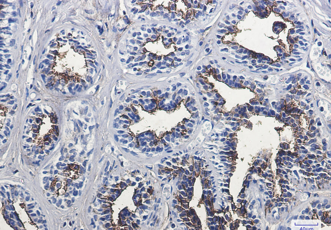 8 - CD13 Rabbit mAb AP74875