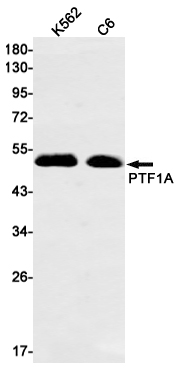 1 - PTF1A Rabbit mAb AP74876