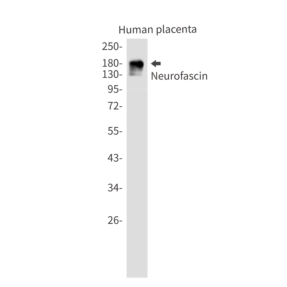 1 - Neurofascin Rabbit mAb AP74877