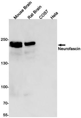 2 - Neurofascin Rabbit mAb AP74877