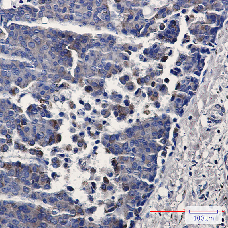 8 - TREX1 Rabbit mAb AP74886