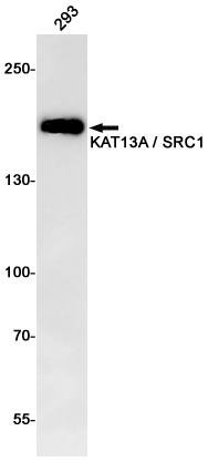 1 - KAT13A/SRC1 Rabbit mAb AP74887