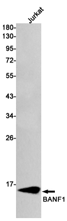 1 - BANF1/BAF Rabbit mAb AP74889