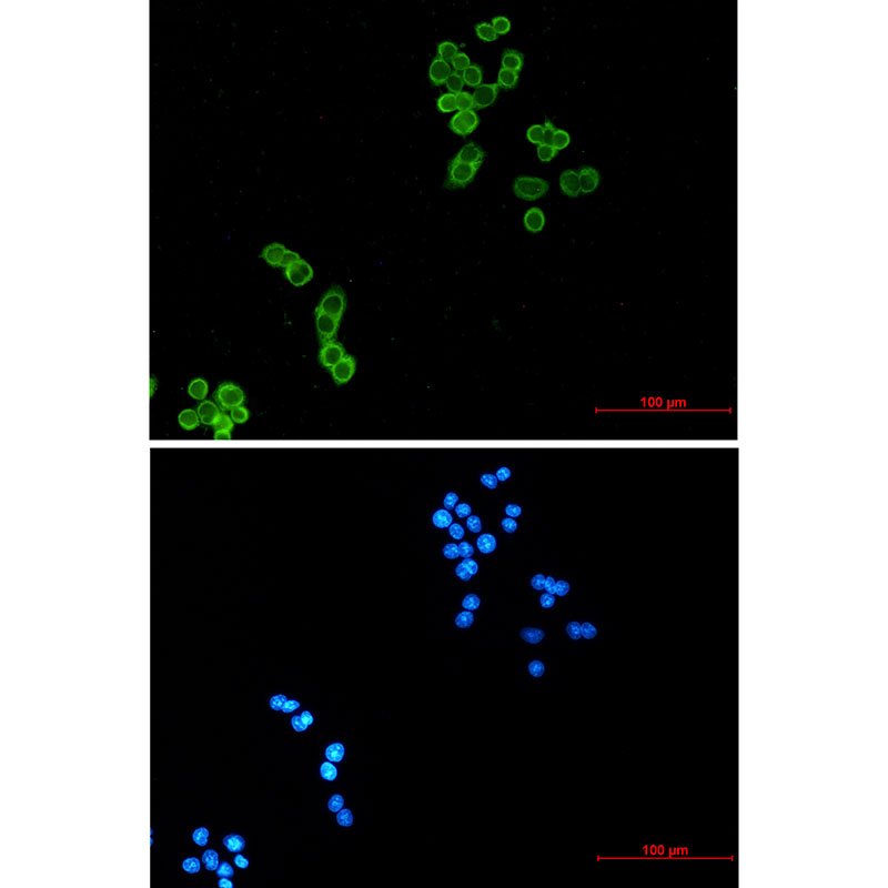 1 - Thioredoxin / TRX Rabbit mAb AP74806