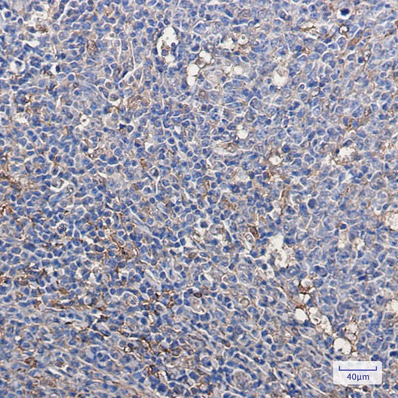 5 - Thioredoxin / TRX Rabbit mAb AP74806