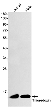 2 - Thioredoxin / TRX Rabbit mAb AP74806