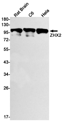 1 - ZHX2 Rabbit mAb AP74891