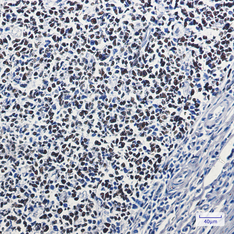 8 - MSH6 Rabbit mAb AP74897