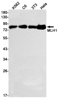 1 - MLH1 Rabbit mAb AP74898