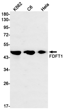 1 - FDFT1 Rabbit mAb AP74900