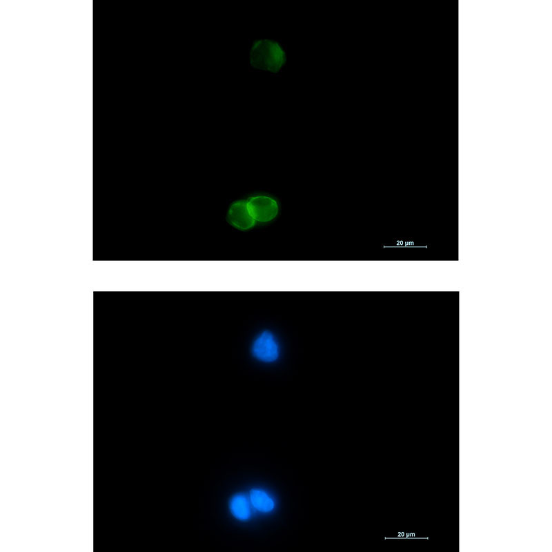 1 - Glycophorin C Rabbit mAb AP74901