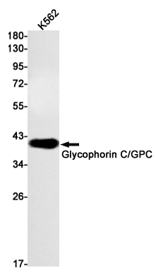 2 - Glycophorin C Rabbit mAb AP74901