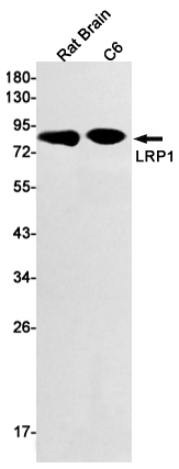 4 - [KO]LRP1 Rabbit mAb AP74905
