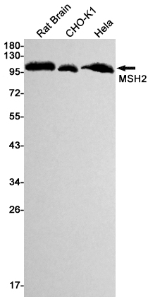 1 - MSH2 Rabbit mAb AP74908