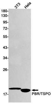 1 - PBR Rabbit mAb AP74914