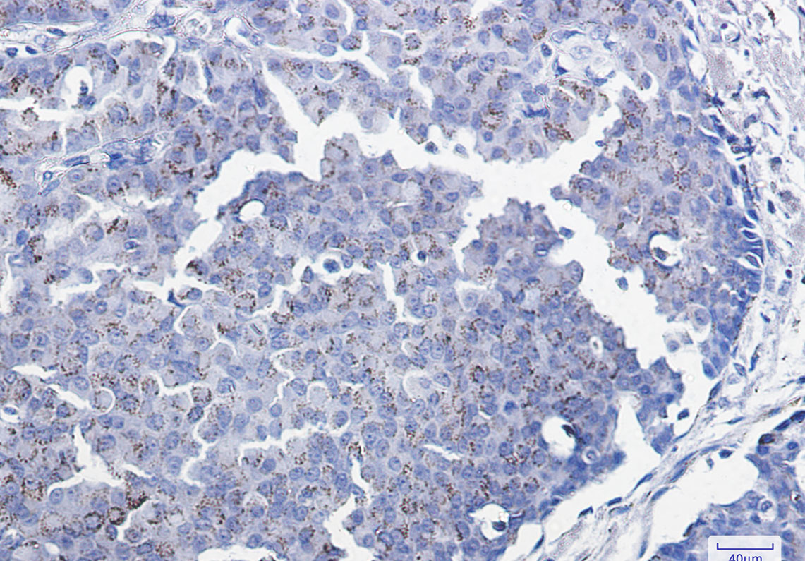8 - Smad3 Rabbit mAb AP74916