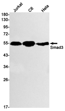 2 - Smad3 Rabbit mAb AP74916