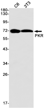 3 - PKR Rabbit mAb AP74922