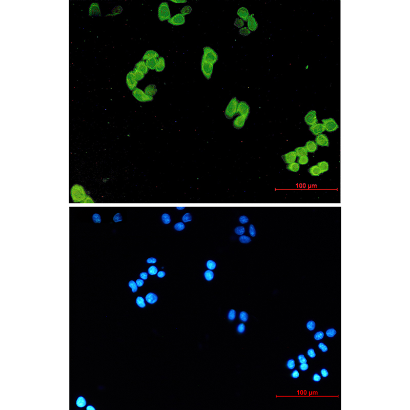 8 - PARK7/DJ1 Rabbit mAb AP74923