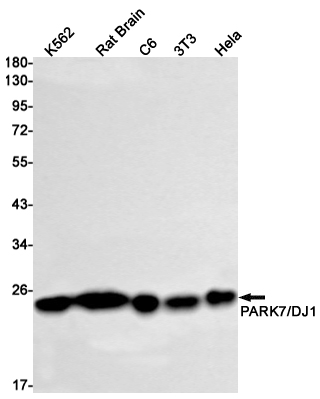 1 - PARK7/DJ1 Rabbit mAb AP74923