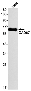 1 - GAD67 Rabbit mAb AP74926