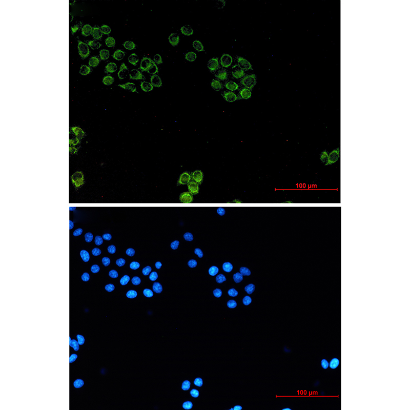 8 - Glypican 1/ GPC1 Rabbit mAb AP74927