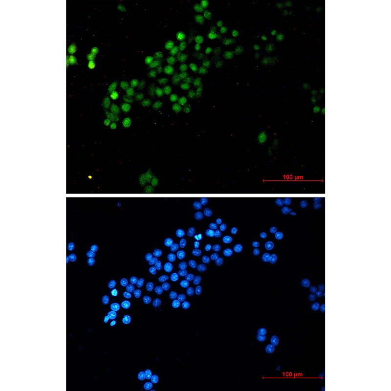 1 - c-Myc Rabbit mAb AP74931