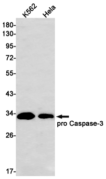 1 - Caspase 3 Rabbit mAb AP74932