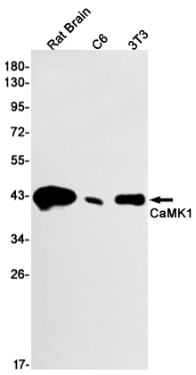 1 - CaMK1 Rabbit mAb AP74933