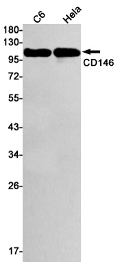 2 - CD146 Rabbit mAb AP74935