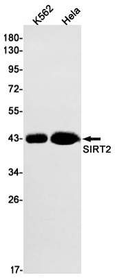 1 - SIRT2 Rabbit mAb AP74936