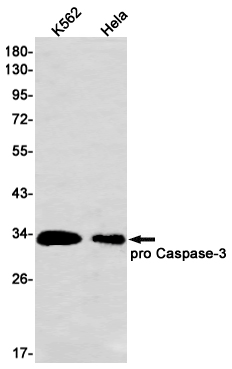 8 - Caspase 3 Rabbit mAb AP74938