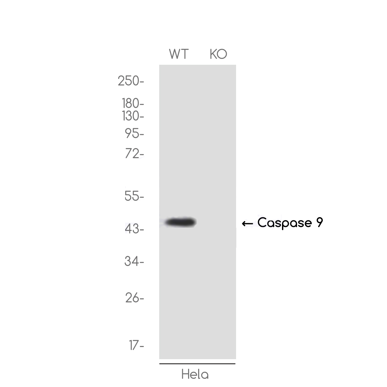 1 - [KO]Caspase 9 Rabbit mAb AP74939