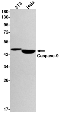 2 - [KO]Caspase 9 Rabbit mAb AP74939