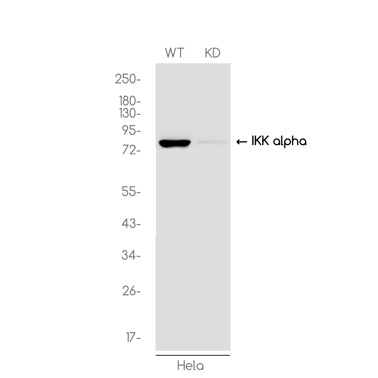 1 - [KD]IKK alpha Rabbit mAb AP74941