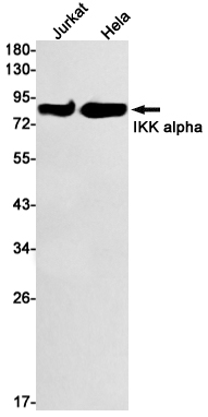 2 - [KD]IKK alpha Rabbit mAb AP74941