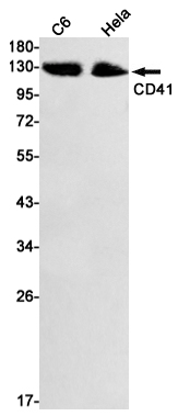 1 - ITGA2B/CD41 Rabbit mAb AP74942
